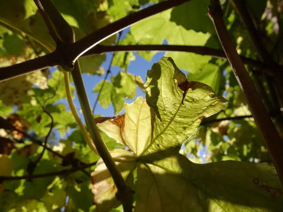 vine, blue, sky, grape, leaves, plant part, leaf, tree, nature HD wallpaper