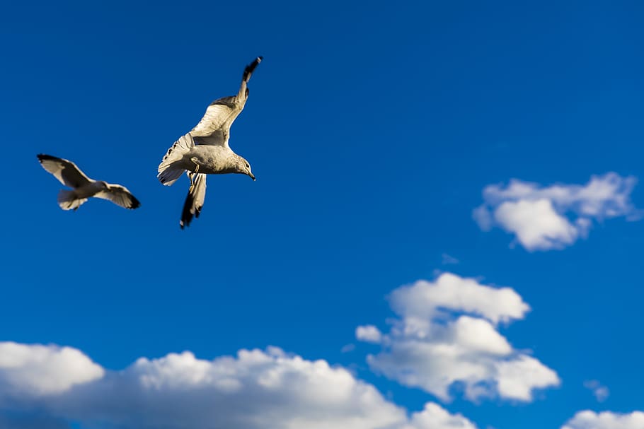 birds, seagulls, sky, animal themes, flying, animal wildlife HD wallpaper