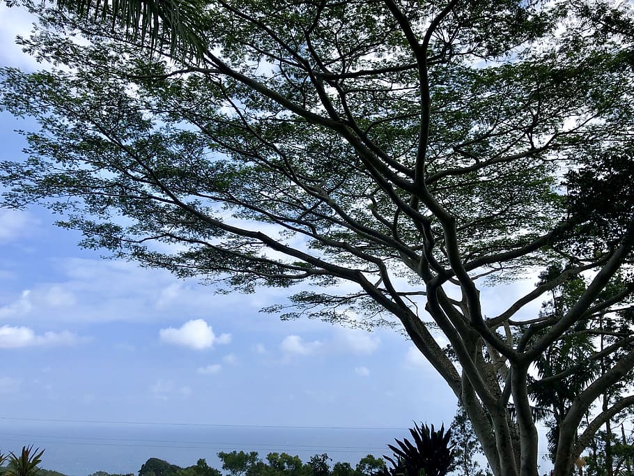 plant, tree, tree trunk, maui county, 10600 hana hwy, united states HD wallpaper