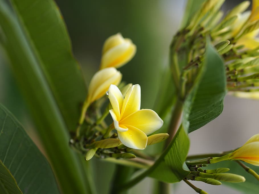 yellow, flower, plant, beauty in nature, flowering plant, growth HD wallpaper
