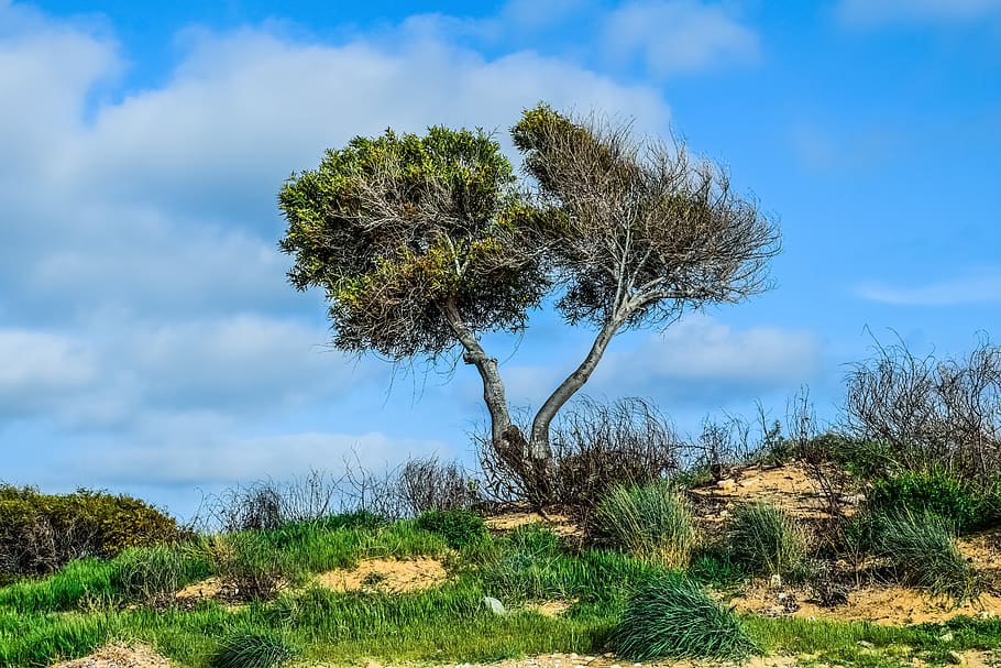 trees, dune, landscape, nature, sky, clouds, makronissos, ayia napa HD wallpaper