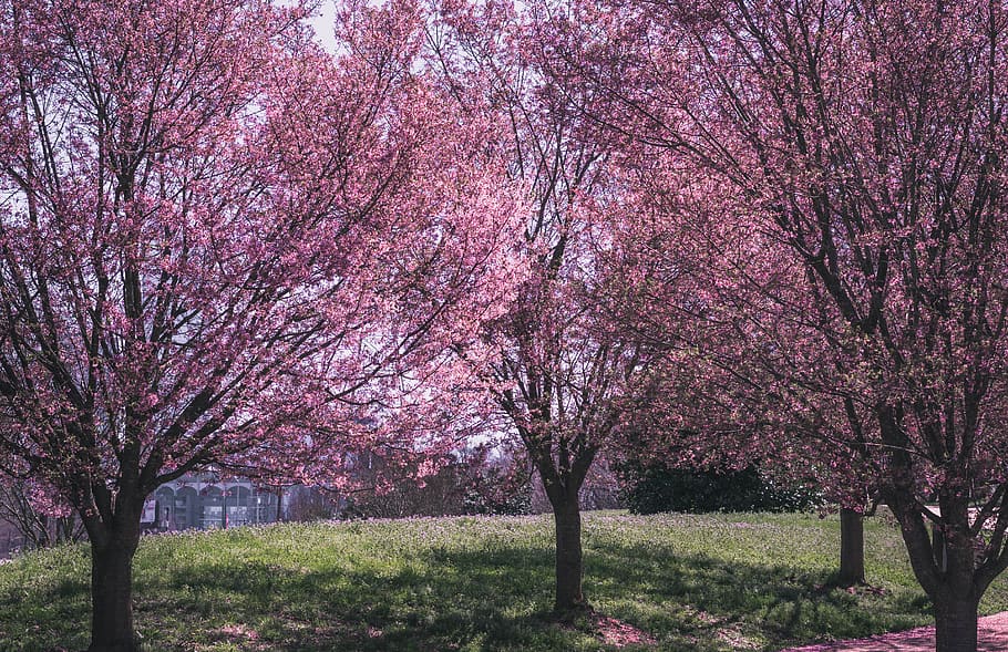 pink, tree, walk, love, green, charlotte, path, beautiful, forest HD wallpaper