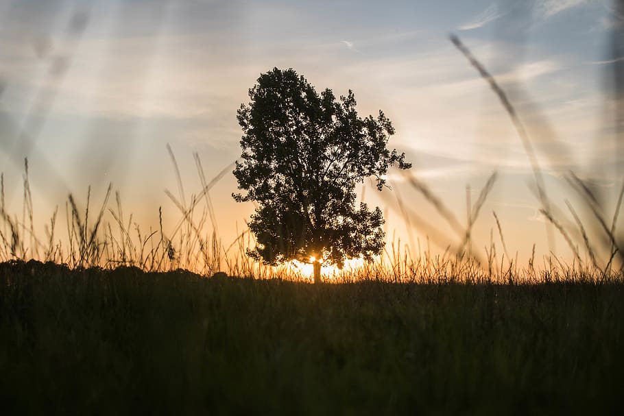 tree silhouette under golden hour, grass, plant, flora, field HD wallpaper