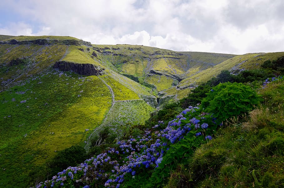 azores, hydrangeas, mountain, pasture, landscape, plant, beauty in nature HD wallpaper