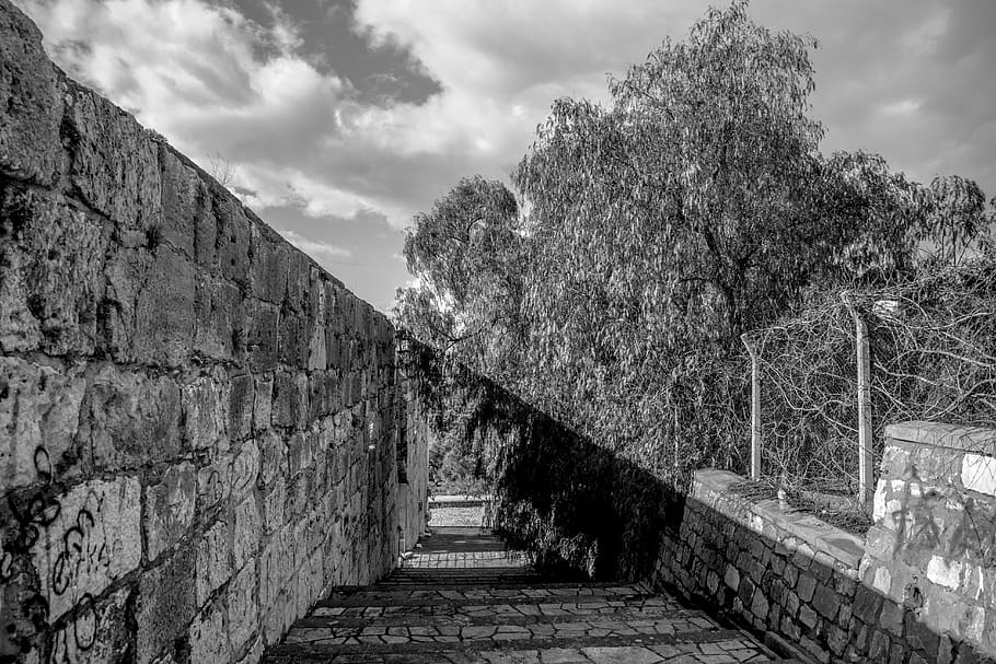 turkey, selçuk, bnw, bandw, shadow, sun, tree, balck and white, HD wallpaper