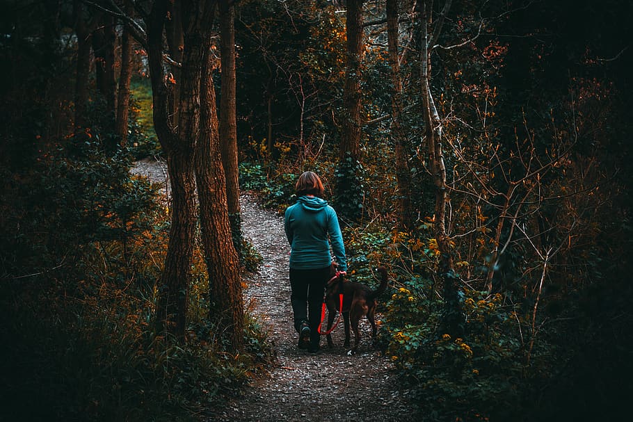 Woman Beside Dog Walking in the Forest Under Tall Trees at Daytime, HD wallpaper
