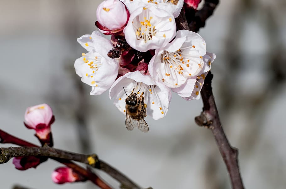 flower, nature, plant, spring, garden, flora, natural, insect HD wallpaper