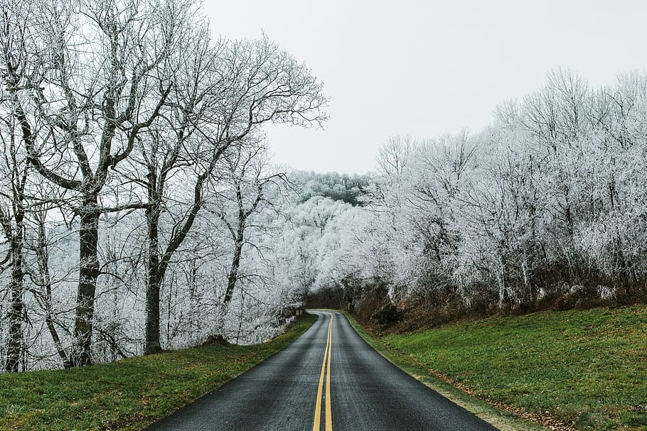 empty road photography, plant, tree, diminishing perspective HD wallpaper