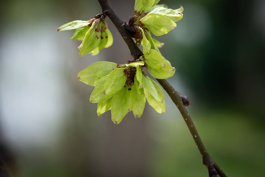 elm, leaves, green, spring, nature, hanging elm, garden, in the garden HD wallpaper