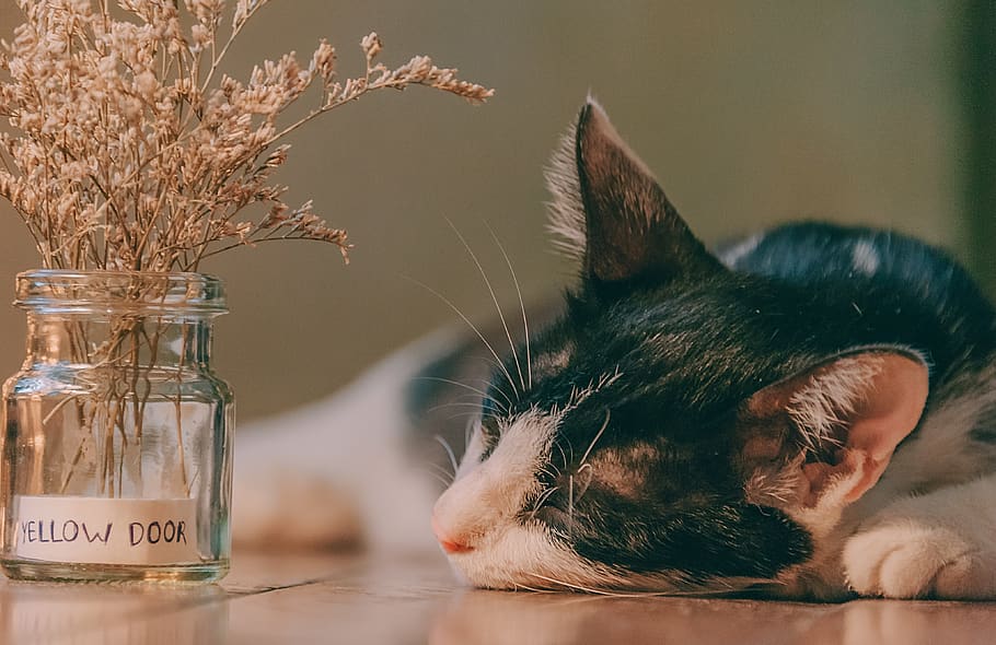cat, cute, sleep, kitten, pet, feline, animal, adorable, young HD wallpaper