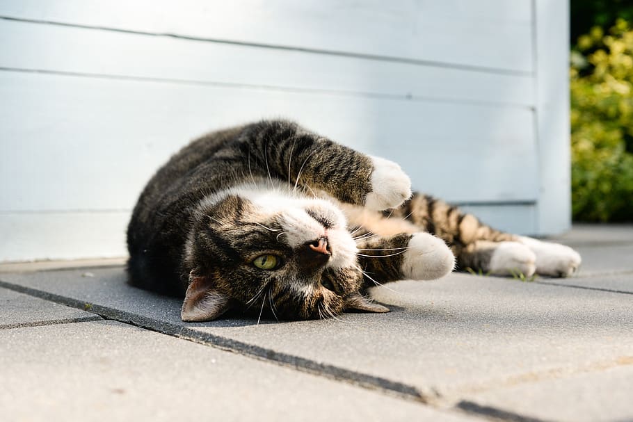 cat, sweet, cute, lying, animal, furry, pavement, yard, outside HD wallpaper