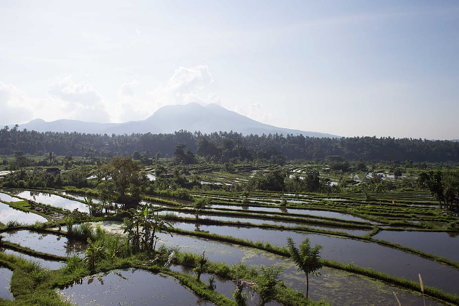 A panoramic view of rice fields filled with water in sunshine HD wallpaper