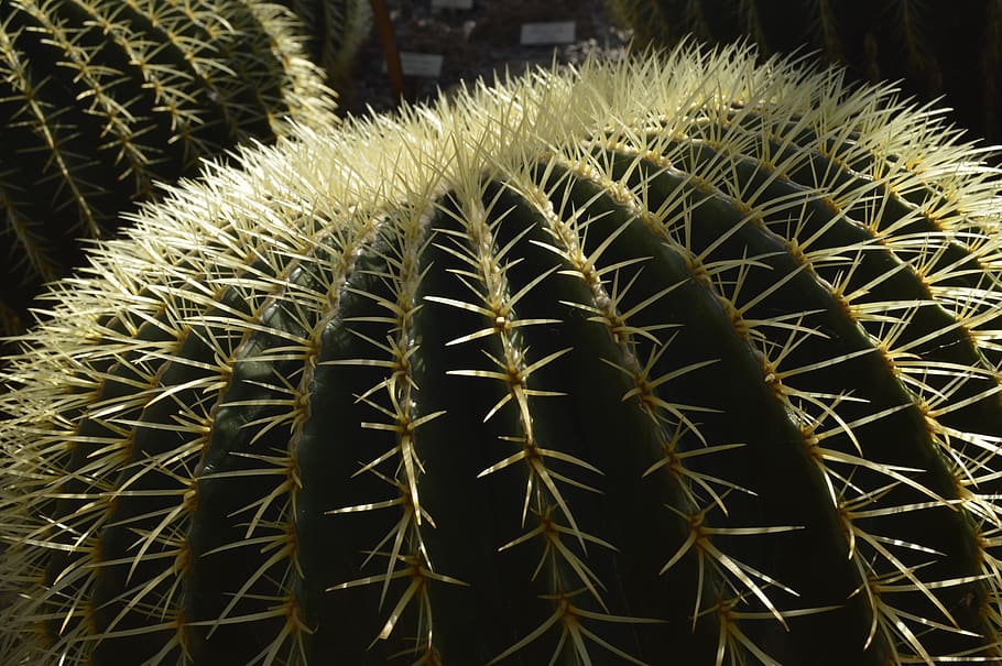cactu, cactus, succulent plant, thorn, sharp, barrel cactus HD wallpaper