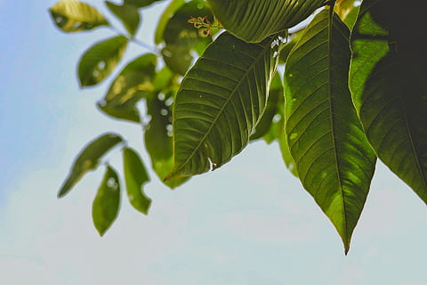 green-leafed plant, vegetation, veins, tree, nature, spring, outdoors HD wallpaper