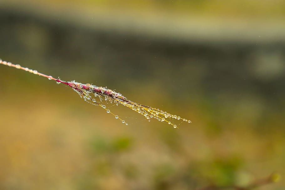 tree, drops, nature, leaf, water, rain, wet, forest, green HD wallpaper
