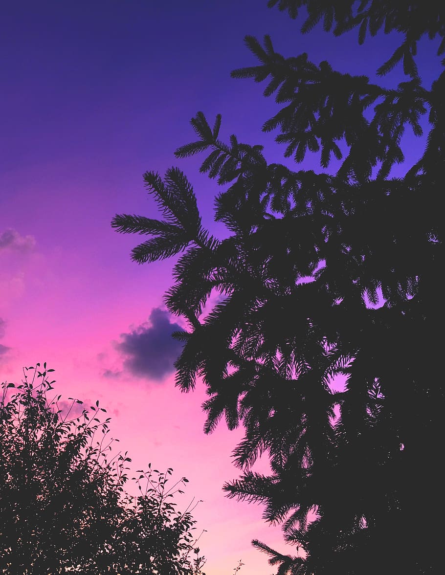 summer, sky, purple, sunset, tree, pinetree, romania, iphone shots