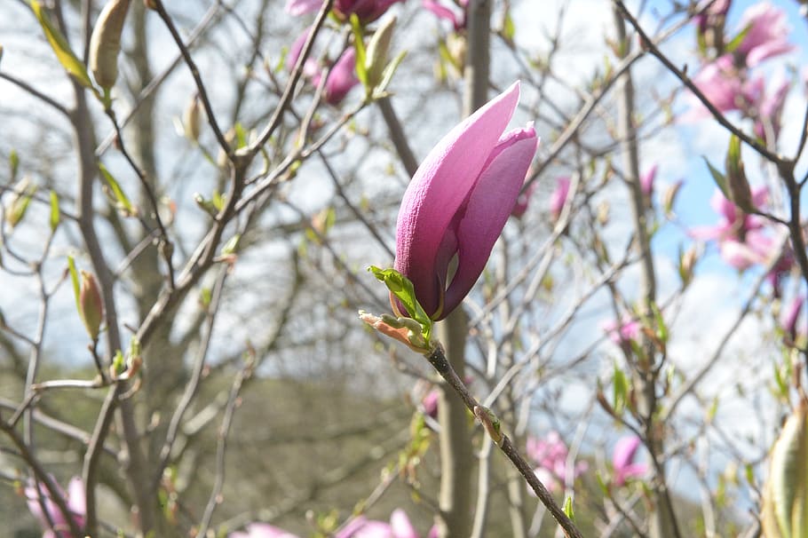 spring, blossom, bloom, bush, garden, branch, beauty, flowering plant HD wallpaper
