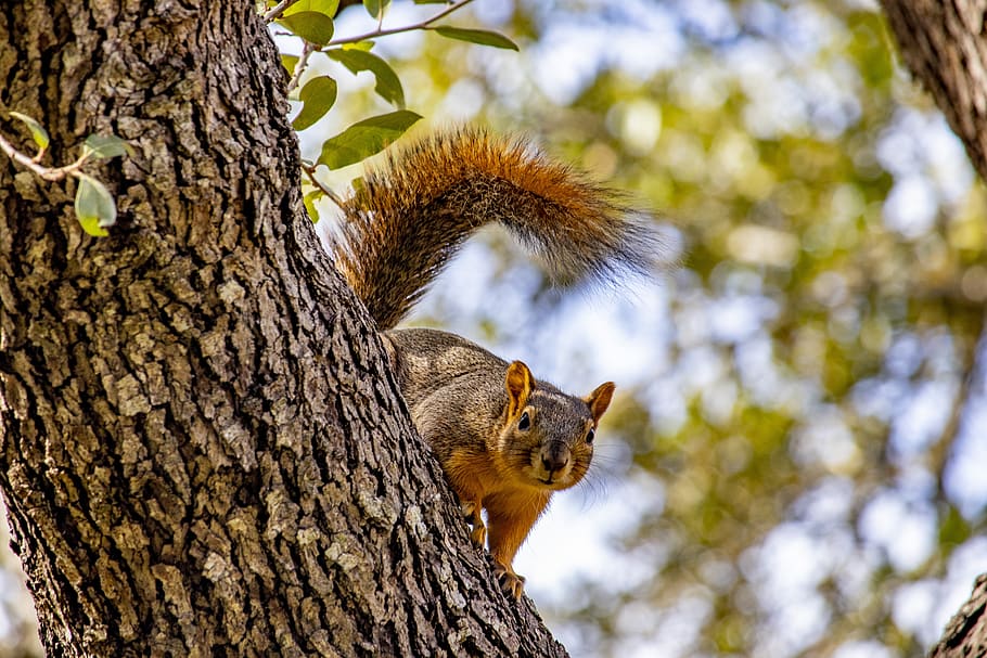 squirrel, rodent, brown, wild, nature, cute, wildlife, tree HD wallpaper