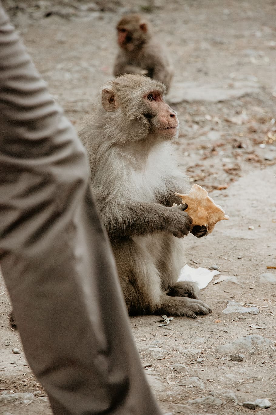 two monkeys sitting on the ground holding food, animal, wildlife