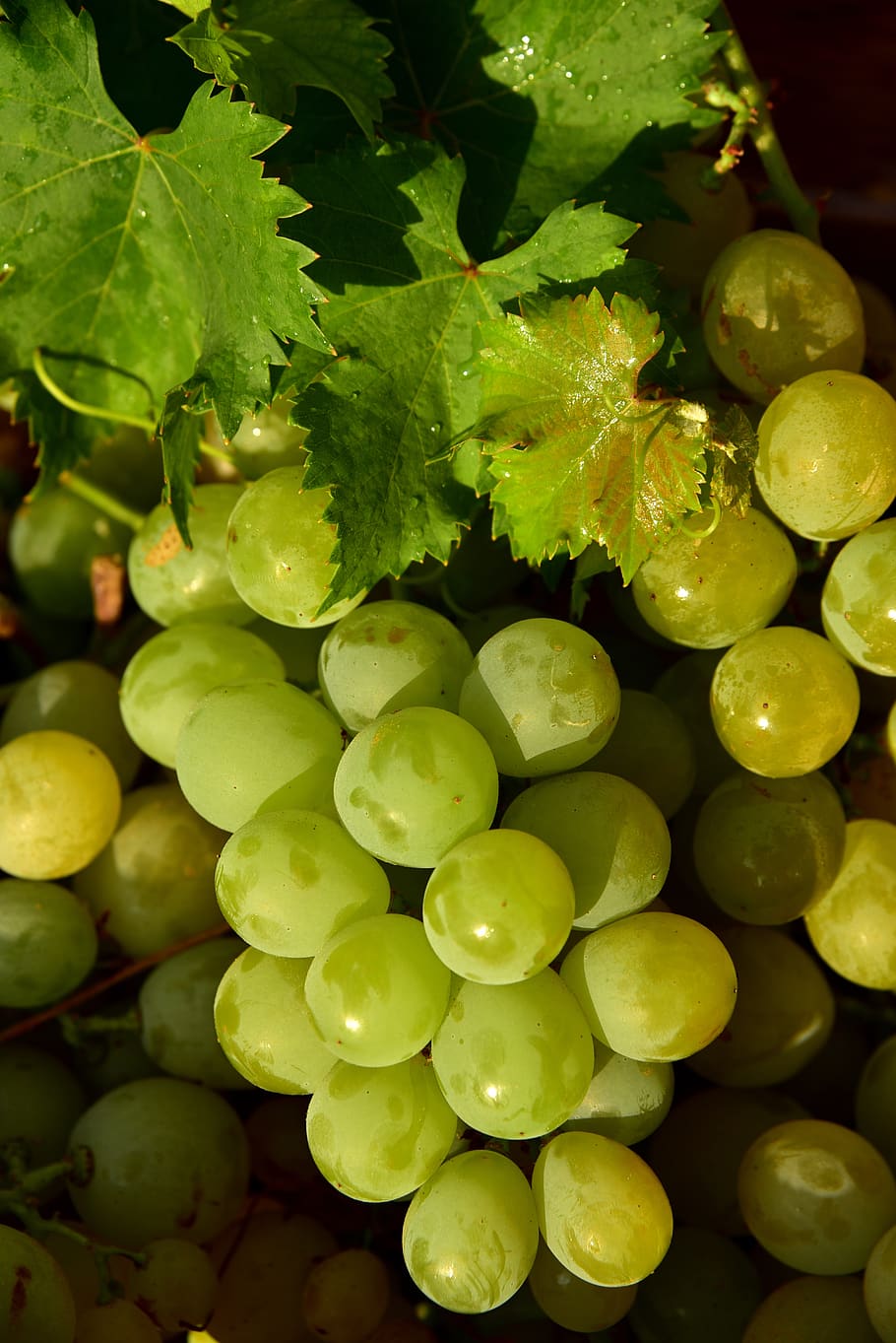 grapes, white, fruit, sweet, healthy, vine, delicious, fresh HD wallpaper