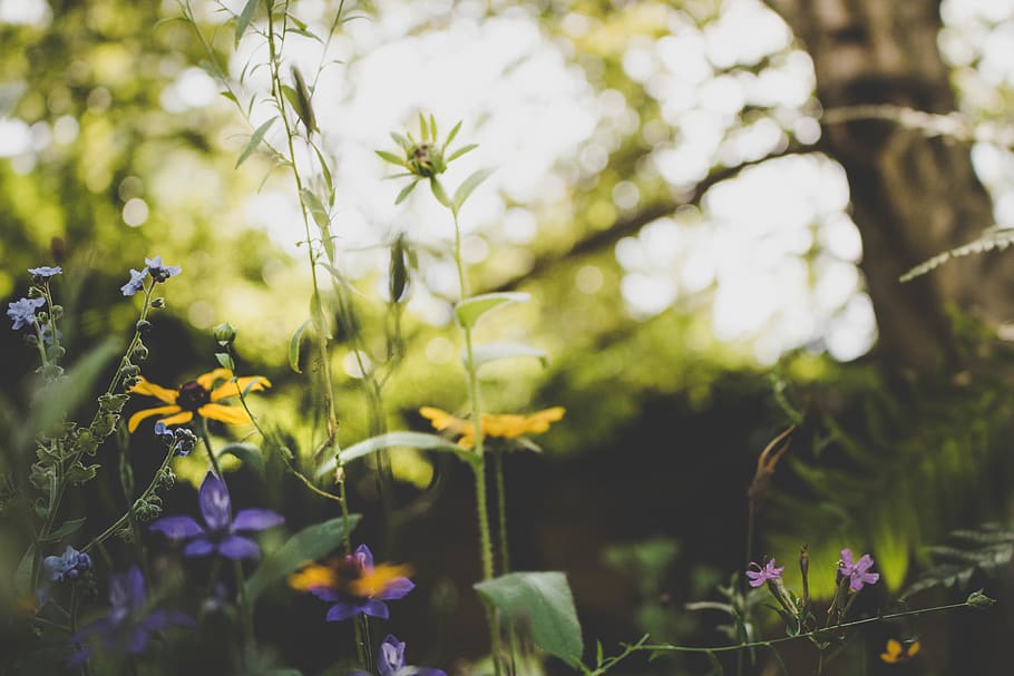 spring, green, summer, sun, nature, garden, flowers, bokeh HD wallpaper