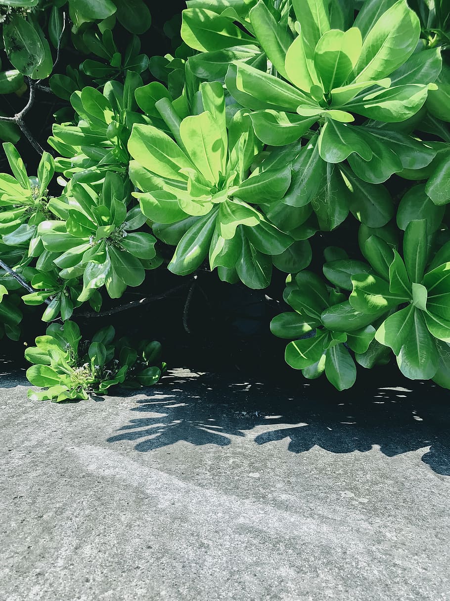 tree, green, gray, concrete, greenery, plant, growth, leaf HD wallpaper