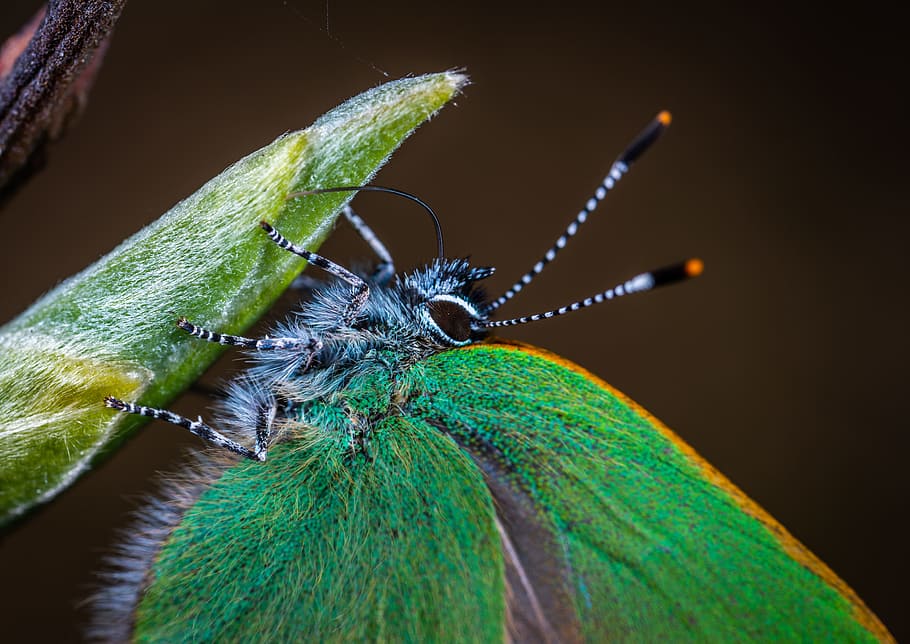 Macro Photo of Green Moth on Leaf Plant, insect, animal themes HD wallpaper
