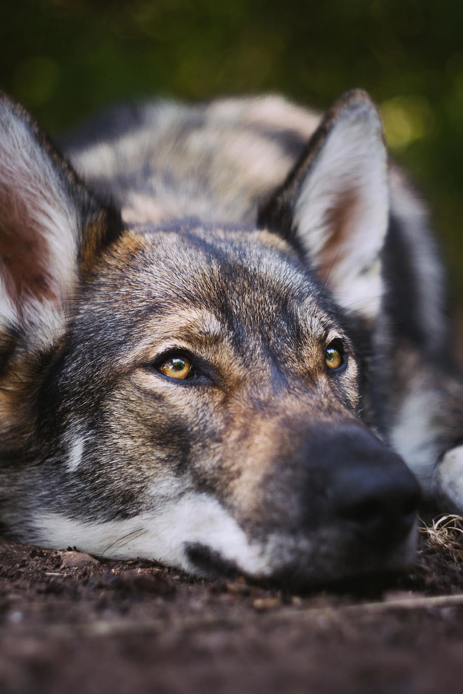 wolf prone lying on sand, dog, animal, mammal, france, pet, canine