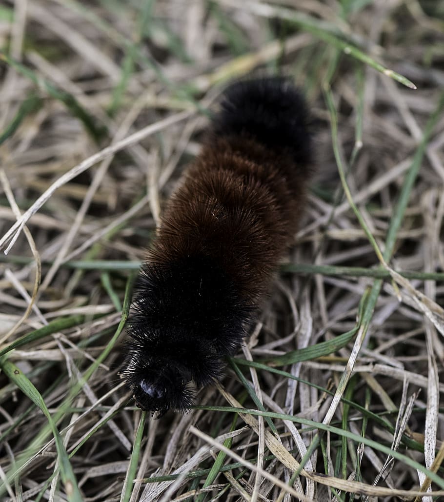caterpillar, larvae, grass, crawling, animal themes, one animal HD wallpaper