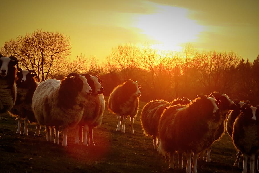 tufton, sheep, sunset, magic, countryside, sky, animal, group of animals HD wallpaper