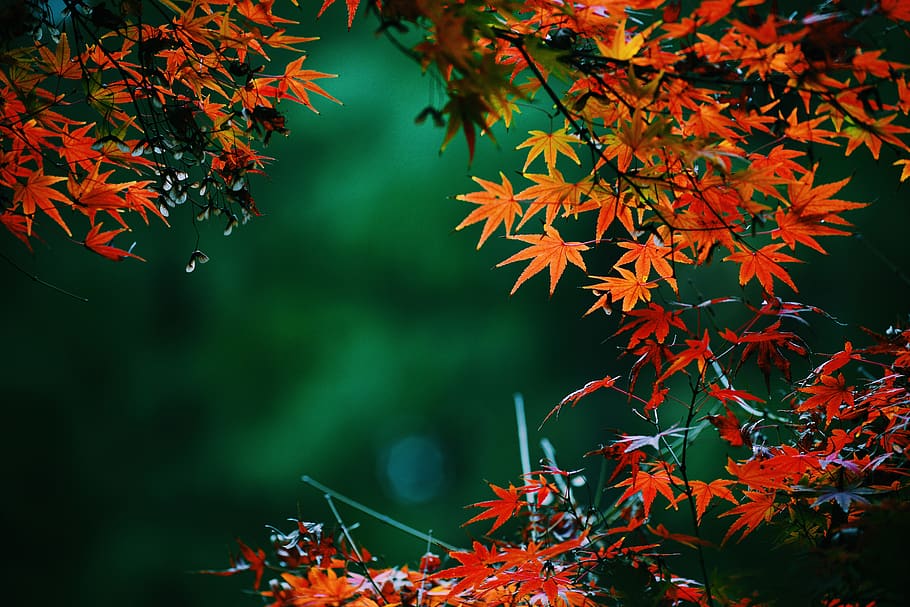 orange-leafed tree, plant, maple, maple leaf, blossom, petal HD wallpaper