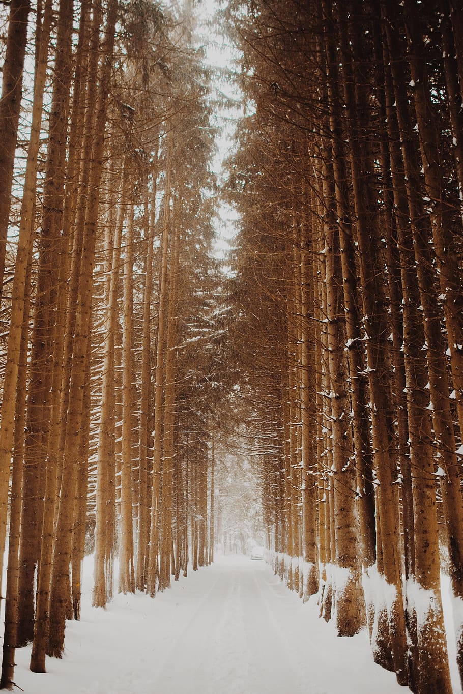 wood, woods, forest, tree, bunch, jungle, ice, snow, cold temperature HD wallpaper