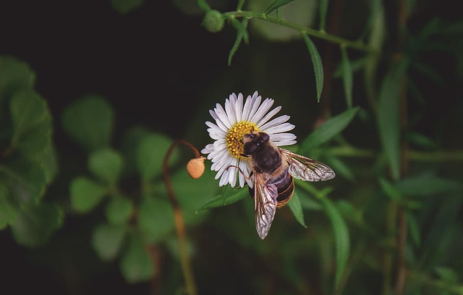flower, daisy, bee, spring, bloom, daisies, white, nature, blossom HD wallpaper