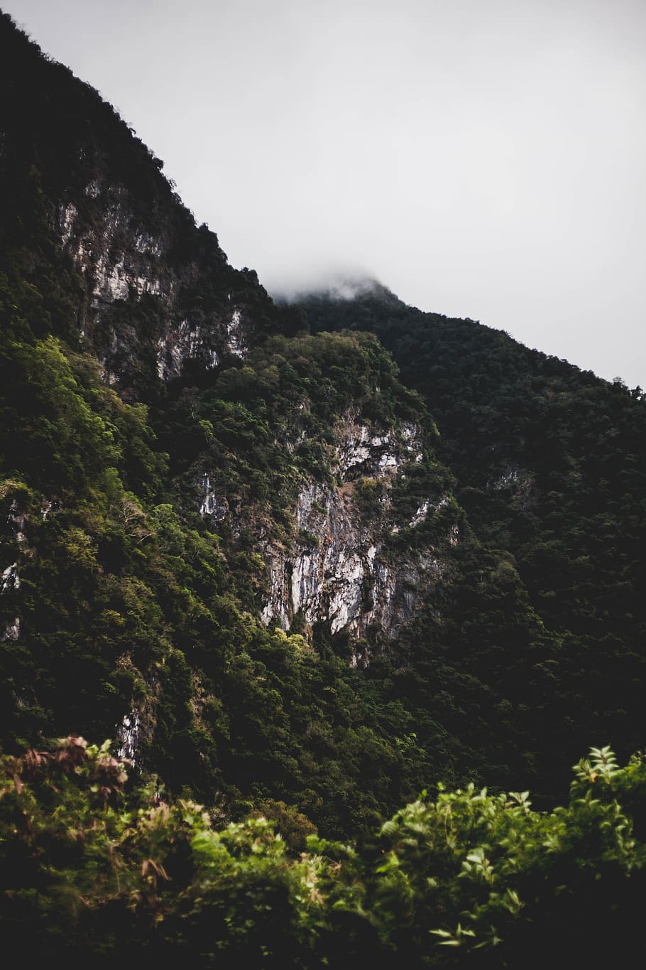 green trees under grey sky, beauty in nature, mountain, plant HD wallpaper
