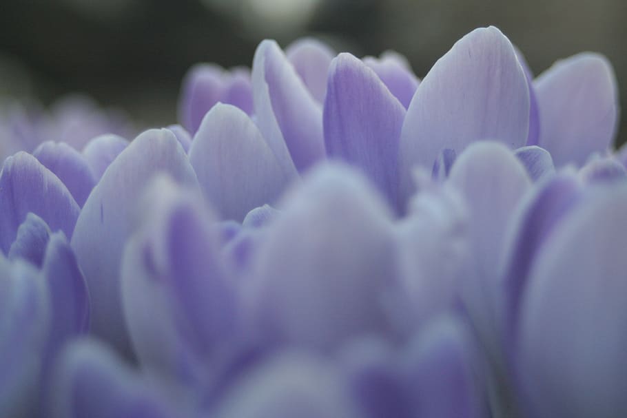 tulip, spring, flowers, nature, garden, flora, spring flowers HD wallpaper