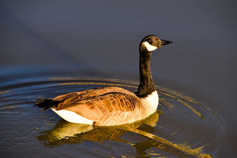goose, goose in pond, nature, poultry, bird, waterfowl, water fowl, HD wallpaper