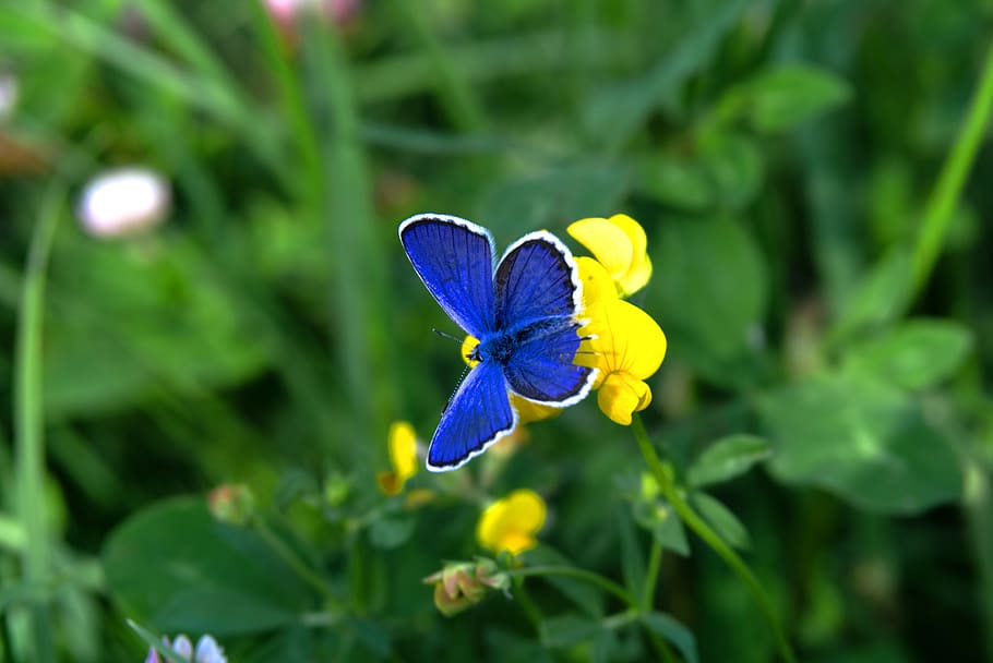 butterfly, flower, plant, flowering plant, beauty in nature HD wallpaper