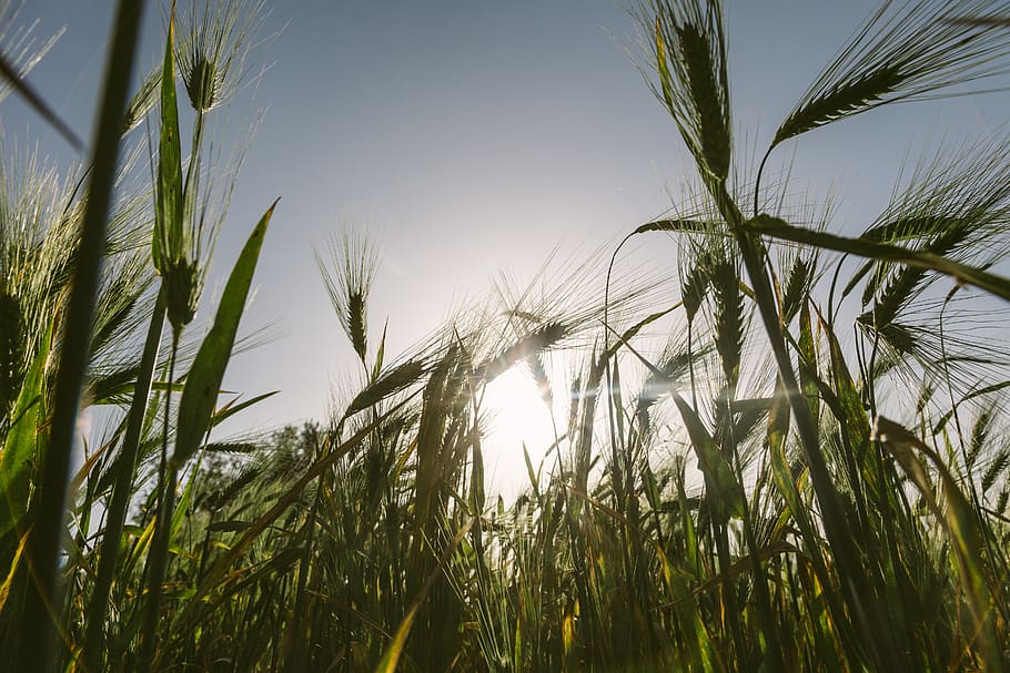 Green Rice Field, cereal, cereals, close-up, corn, crop, cropland HD wallpaper