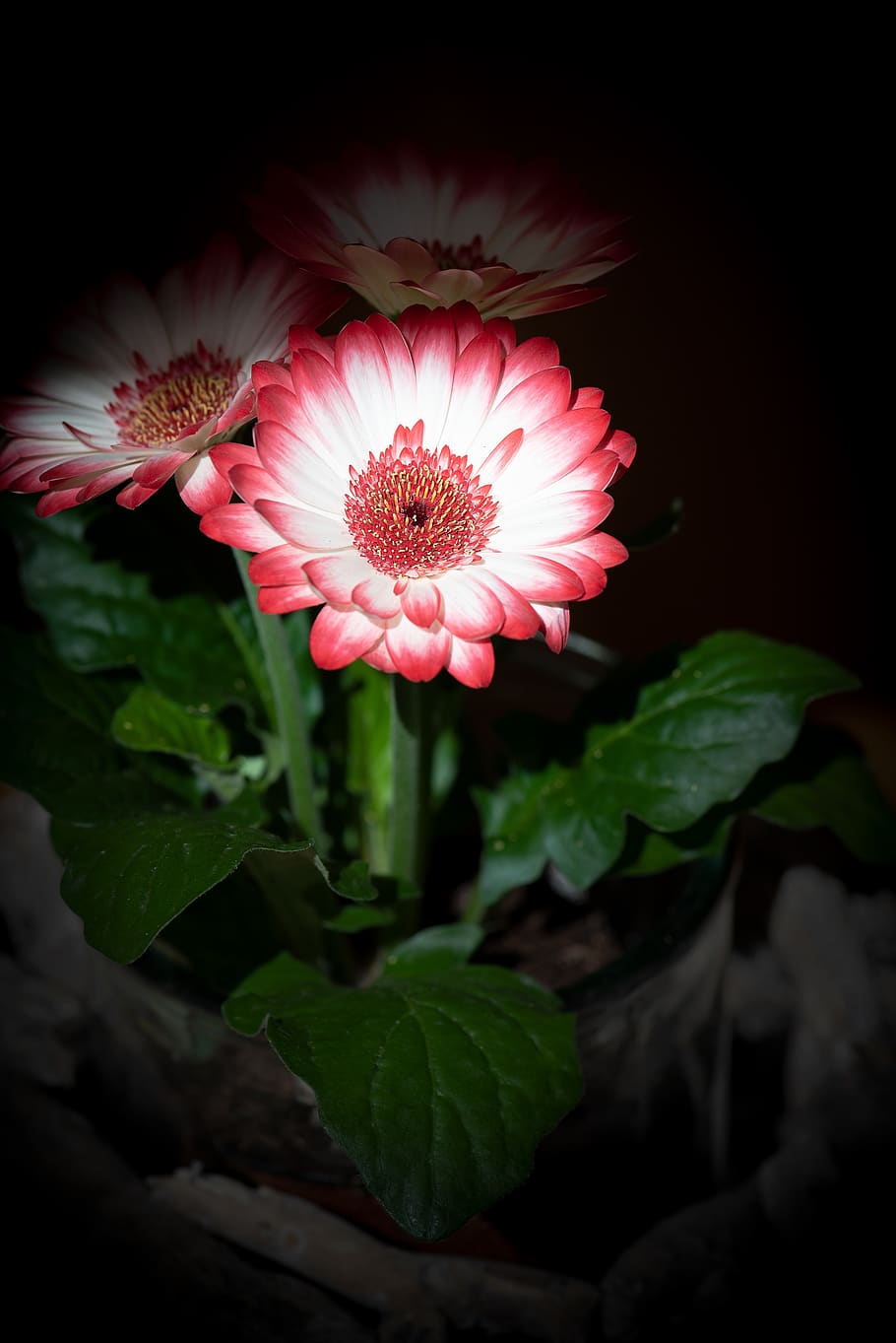 flower, blossom, bloom, white, pink, spring flower, bi color HD wallpaper