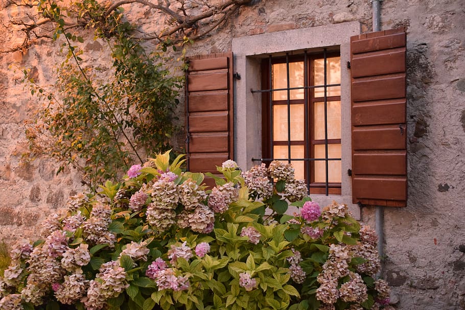 italy, cassacco, hydrangea, evening, romance, flower, flowering plant HD wallpaper
