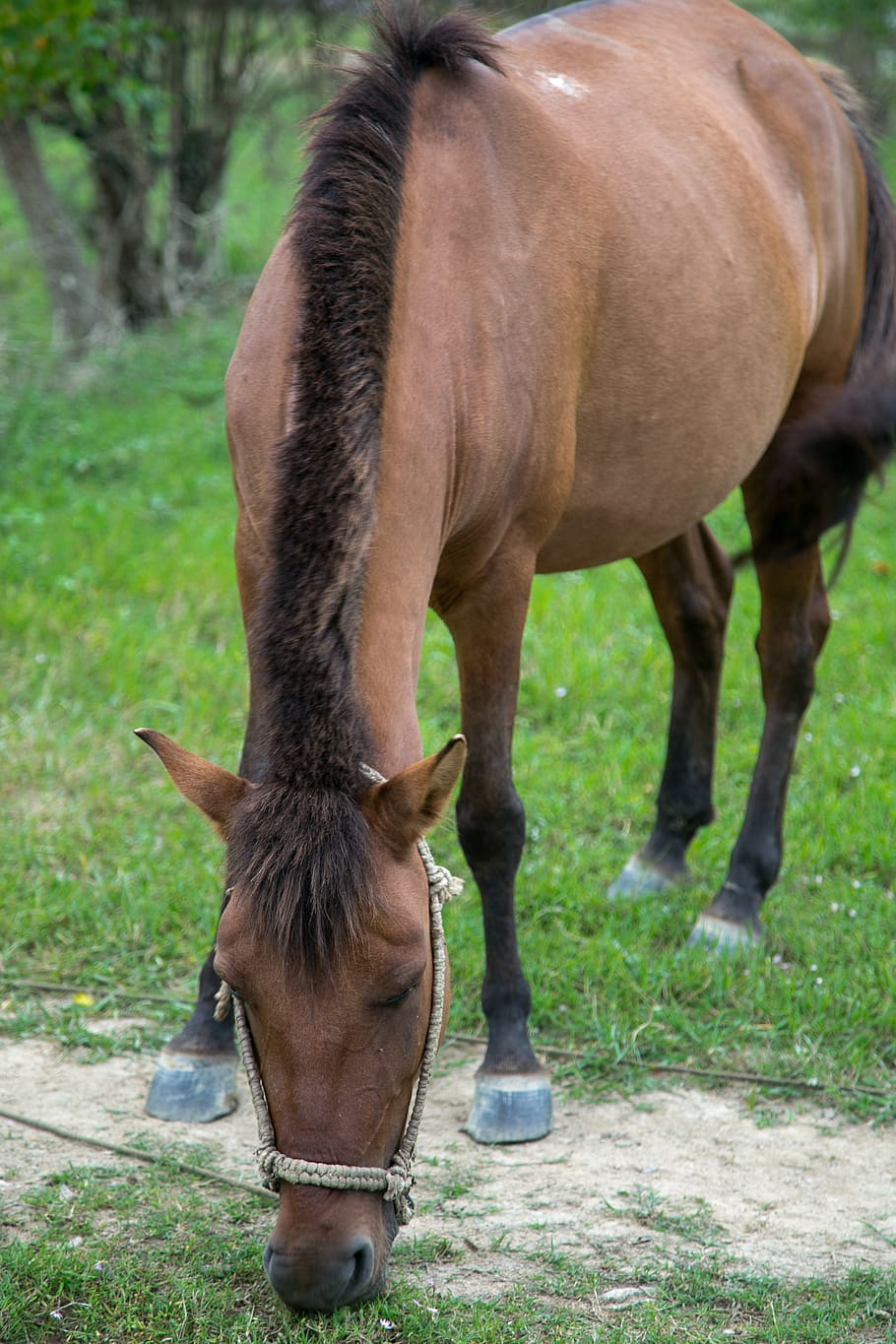 horse, green, animal themes, mammal, domestic animals, livestock HD wallpaper