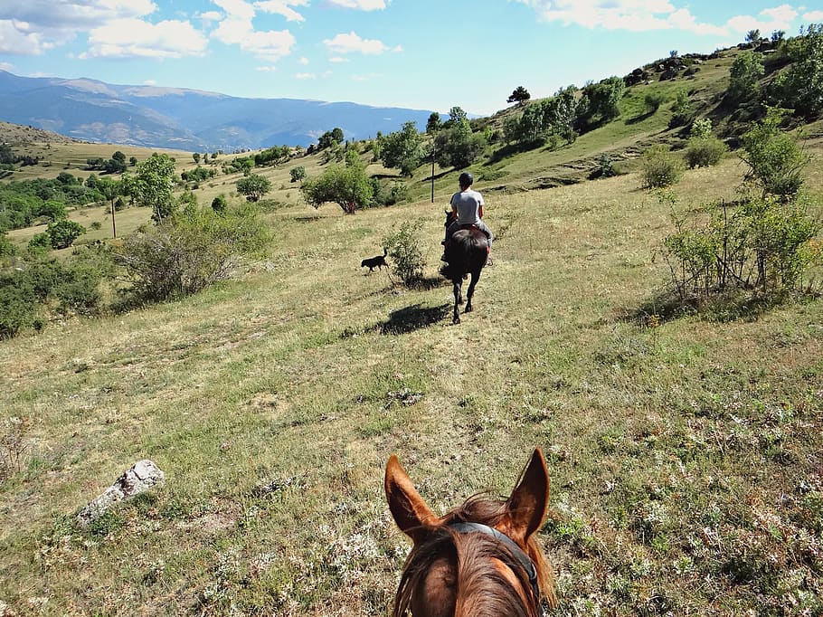 france, pyrénées-orientales, horses, riding, montain, mammal, HD wallpaper