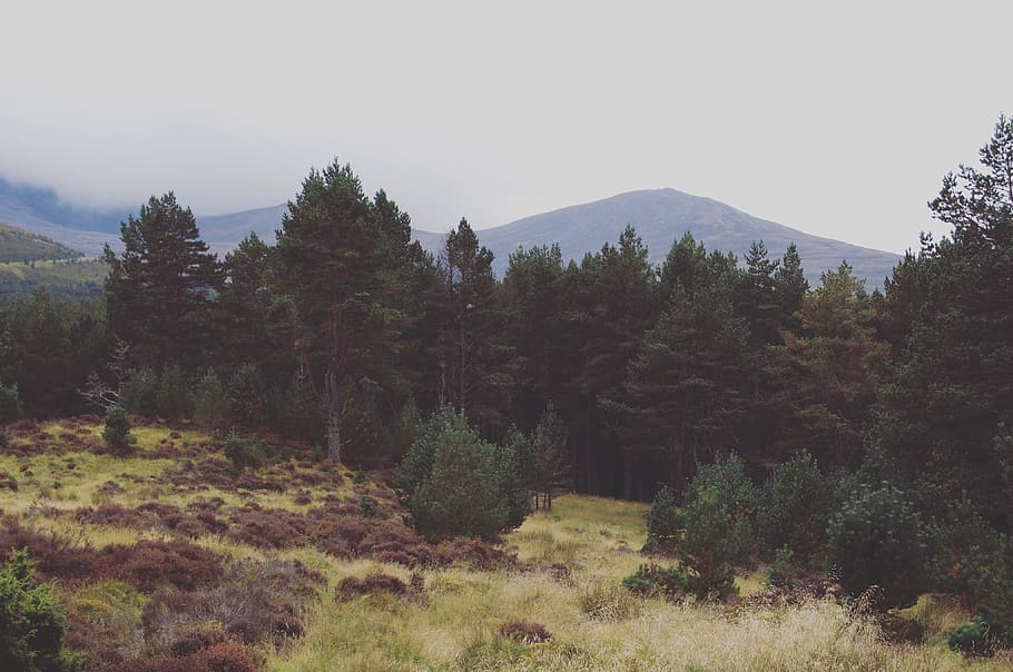 trees on mountain, winter, autumn, misty, meadow, highland, scotland HD wallpaper