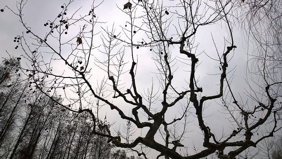 trees, winter, cold, grey, bare tree, branch, plant, sky, low angle view HD wallpaper