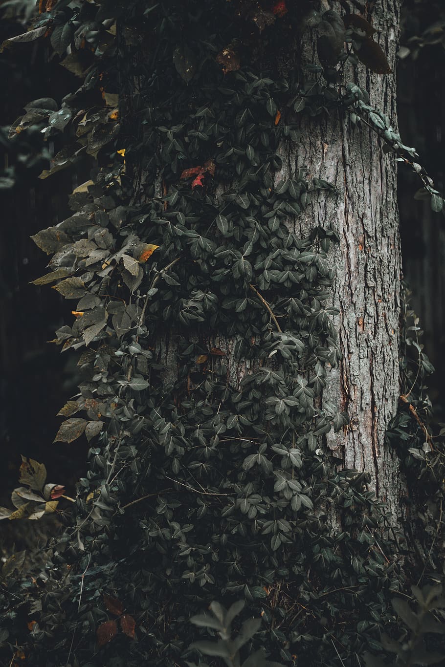 green leafed tree during nighttime, united states, dayton, nature HD wallpaper