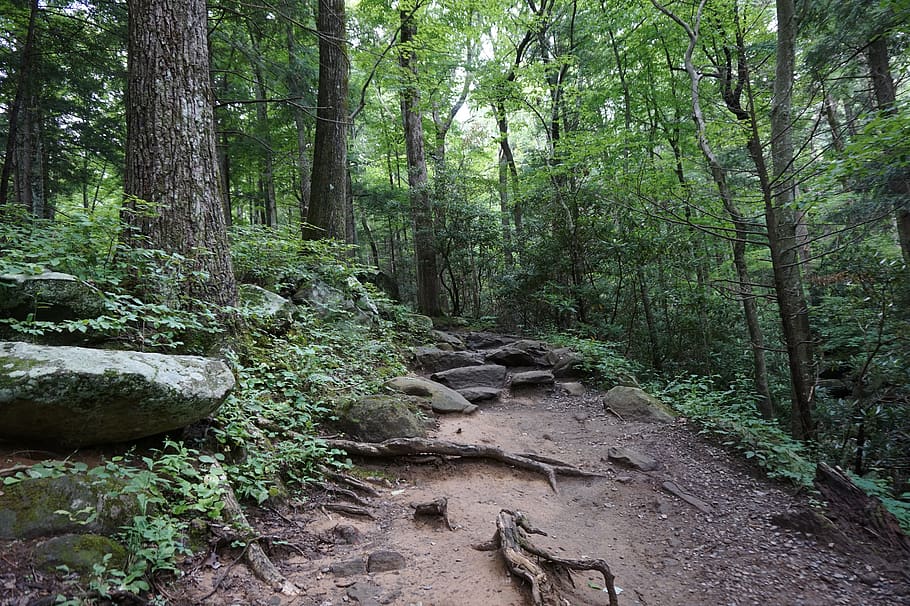 trail, hiking, roots, trees, forest, rocks, land, plant, growth HD wallpaper