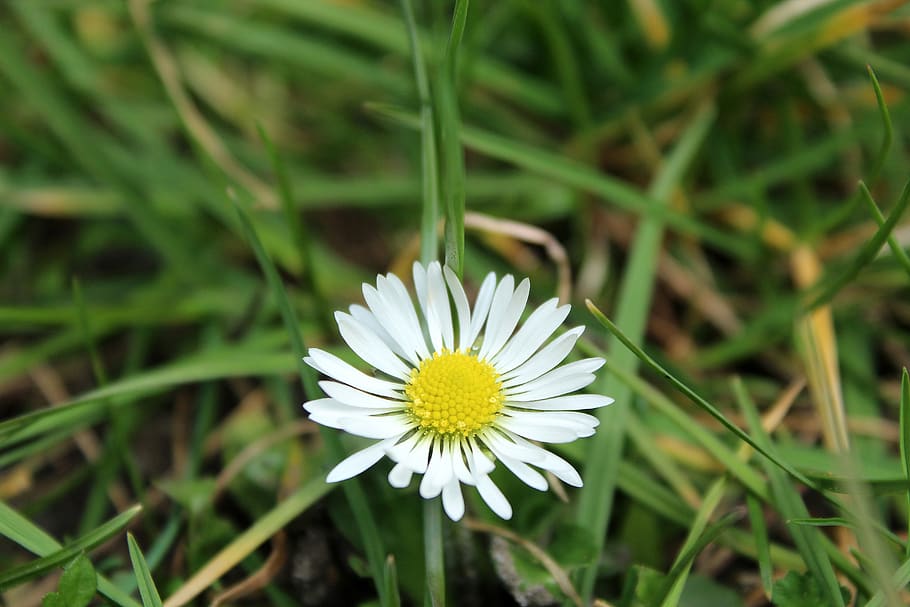 daisy, meadow, spring, nature, grass, daisies, figure, flower HD wallpaper