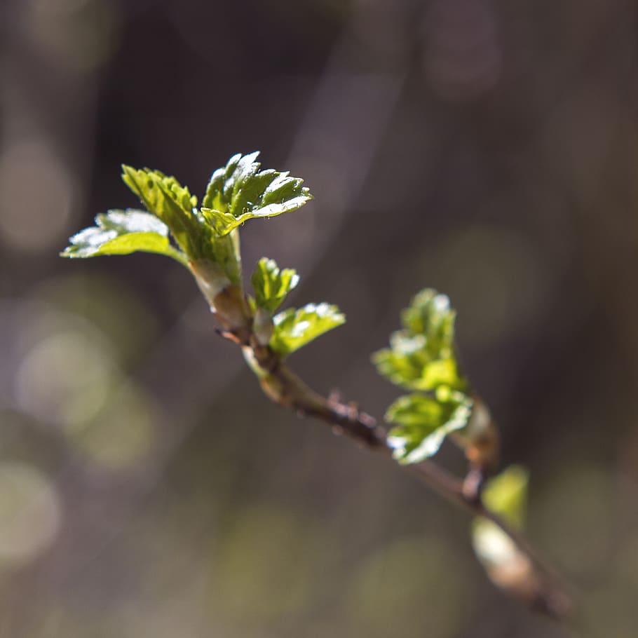 germany, berlin, macro, spring, life, growth, power, new, start HD wallpaper