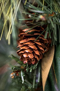 holiday, green, pinecone, plant, growth, close-up, nature, beauty in nature HD wallpaper