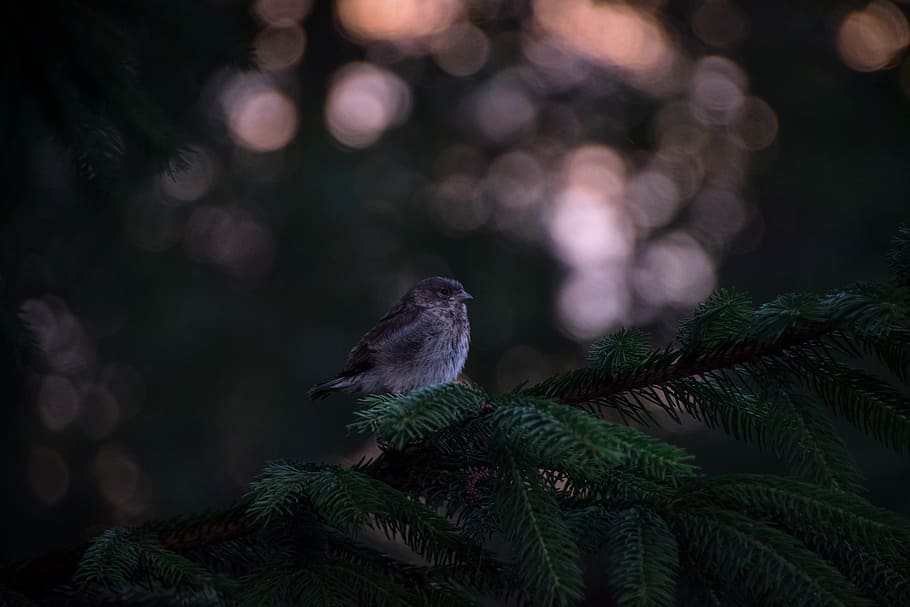 selective focus photography of brown bird perched on green pine tree HD wallpaper